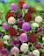 Plum Blossom