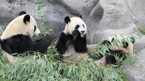 Watch as he plays with, or rather disassembles, their creation. Calgary Zoo S Giant Pandas Heading Back To China After Long Delay Lethbridge News Now