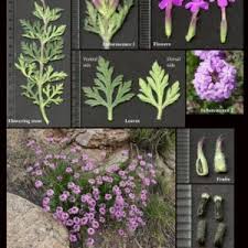 Image result for Verbenaceae