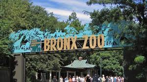 Gorila di kebun binatang as terinfeksi virus corona. Kaleidoskop Internasional April 2020 Harimau Betina Di Kebun Binatang Bronx Terpapar Covid 19 Tribunnews Com Mobile