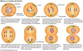 The stages of mitosis are: Why Do Somatic Cells Undergo Mitosis Quora