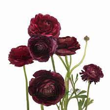 Find Mysterious And Rich Blooms At Fiftyflowers Com Burgundy Wine Ranunculus Are The Perfect Focal Flower Burgundy Flowers Ranunculus Flowers Wedding Flowers