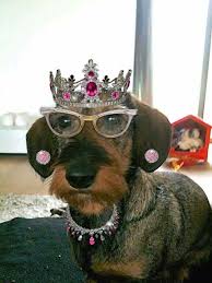 9aa59eaabf2dc676272f2907826535a2 Jpg 720 960 Pixels Dachshund Love Wire Haired Dachshund Wiener Dog