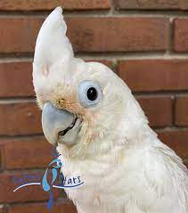 Their habitat includes the tropical forests of larat, selaru, and. Goffin Cockatoo Female