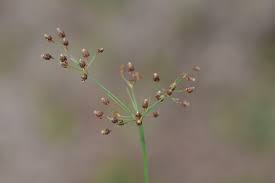 Image result for Fimbristylis