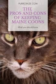 Buy and sell maine coons kittens & cats uk with freeads classifieds. Maine Coon Pros And Cons Should You Get A Maine Coon Purr Craze