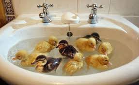 Duckling to duck in 60 seconds. Ducklings Having A Bath Imgur