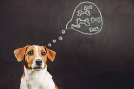 What Do Dogs Think About Great Pet Care