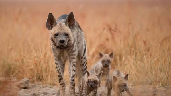 It Takes a Village to Raise a Child: Social Life of the Striped Hyena | RoundGlass Sustain