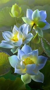Lotus Flower Wallpaper For Samsung Galaxy J7 Prime Background Hd Wallpapers Wallpapers Download High Resolution Wallpapers In 2020 Lotus Flower Wallpaper Flower Wallpaper Flowers Photography Wallpaper