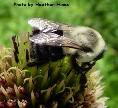 Do honeybees really die when they sting hd. Bee Stings Beespotter University Of Illinois