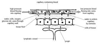 Anatomy And Physiology Of Animals Cardiovascular System