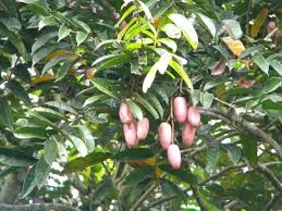 Fruits Et Legumes Typique Du Pays Angiesylvainaucongo Overblog Com