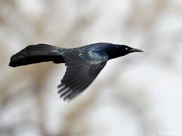 This huge blackbird is hard to ignore due to its boisterous nature. Common Grackle South Dakota Birds And Birding