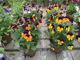 32 edible flowers | the complete list of flowers you can eat! Vineland Research Innovation Centre Partners With Freeman Herbs To Research Edible Flower Trends Garden Center Magazine