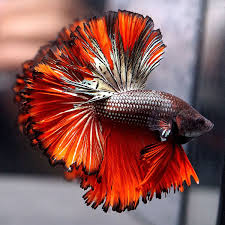 Type Of Betta Fish If You Are Like Me And Have A Strong Passion For Freshwater Aquariums You Have Probably Considered Incor Betta Fish Types Betta Fish Betta