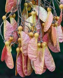 Seed Http My Beautiful Flowers Collections Blogspot Com Seed Pods Plants Seeds