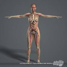 Male Female Anatomy Body 3d Max In 2020 Female Anatomy Human Anatomy Female Human Anatomy Model