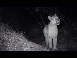 Mountain Lion Screams Plus A Ringtail Fox And Deer Youtube