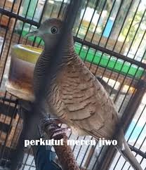 Memiliki jabul seperti burung garuda. Jenis Burung Perkutut Dan Gambarnya Lengkap Dengan Katuranggannya Perkututpedia Referensi Kung Mania