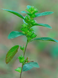 Image result for Acalypha polymorpha