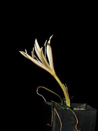 Image result for Crinum minimum
