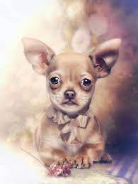 chihuahua welpen niedliche tierbabys