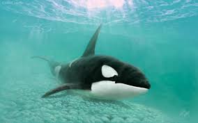 Draw an ellipse for the cobra's head. Learn To Draw B C Wildlife Orca Sierra Club Bc