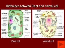 Difference between plant cell and animal cell for class 9 brainly. Explain The Structure Of A Plant And Animal Cell Brainly In