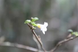 Image result for Mostuea