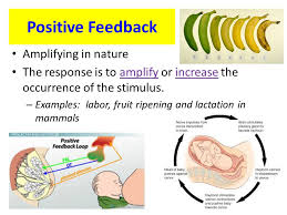 Unit 8 Organism Regulation Physiology And Development Ppt Video Online Download