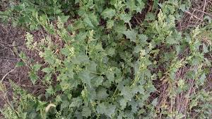 Image result for Chenopodiastrum