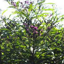 Image result for Vernonia zanzibarensis
