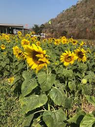 Harga bibit bunga matahari teddy bear sunflower cocok untuk batas pagar. Gempaktravel Tiba Masa Anda Melihat Bunga Matahari Lopburi Pada Bulan November Hingga Januari Ini Caranya Gempak