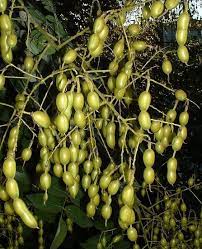Cornus mas cornelian cherry dogwood: Japanese Pagoda Tree Scholar Tree Yale Nature Walk