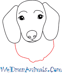 Free dotson dog for android. How To Draw A Baby Wiener Dog