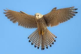 List Birds That Start With B Hovering Kestrel Kestrel Birds Of Prey Bird