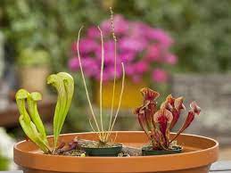 Create A Carnivorous Garden Carnivorous Plants Gardening For Kids Plants