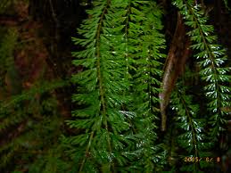 Image result for Lindsaeaceae