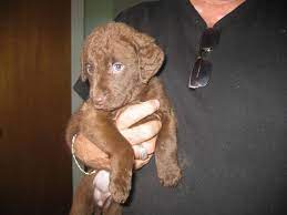 Washington chesapeake bay retriever breeders & kennels | washington chesapeake bay retrievers for sale. Chesapeake Bay Retriever Puppies For Sale In Morpeth Ontario Ads In Ontraio