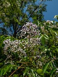 Image result for Melia azedarach