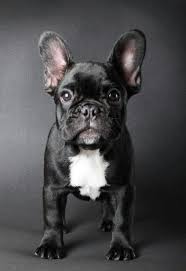 Black And White French Bulldog Puppy My Litle Black Chiots Bouledogues Toutous Bouledogues