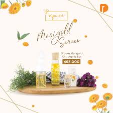 Tanaman marigold pot, kelopak bunga marigold calendula officinalis. Npure Marigold Anti Aging Ekstrak Bunga Calendula Skincare Anti Penuaan Shopee Indonesia