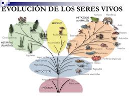 Biodiversidad Formas de vida. Biodiversidad Es la variedad de seres vivos  que habitan en la tierra Diversidad de Especies Diversidad Genética  Diversidad. - ppt descargar