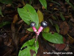 Image result for Chassalia parvifolia