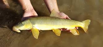 Image result for Didymosalpinx callianthus