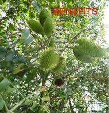 Image result for Guilandina bonduc