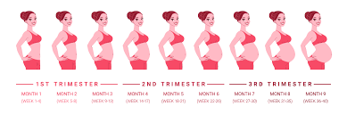 Maybe you would like to learn more about one of these? Primer Trimestre De Embarazo Segundo Trimestre De Embarazo