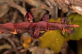 Image result for Bulbophyllum scaberulum