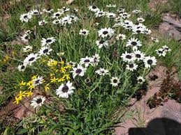 Image result for Callilepis laureola